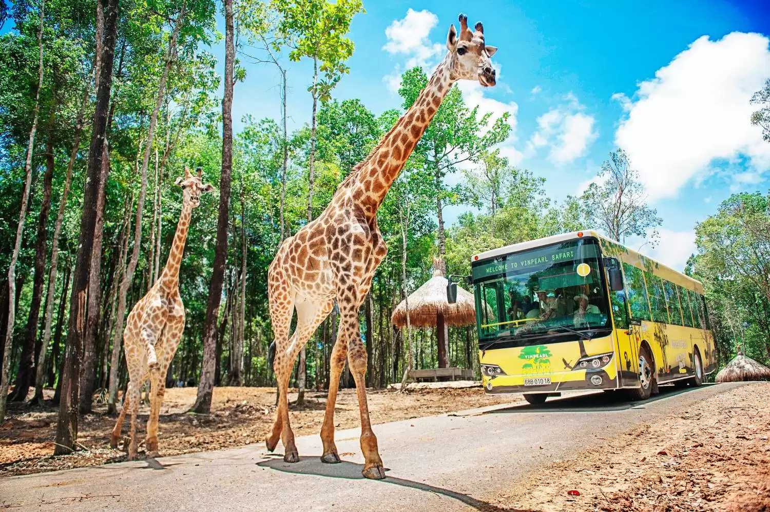 Safari